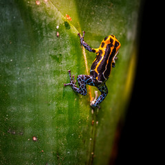 Mimic Poison Frog or poison arrow frog