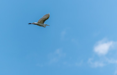 Great White Egret Flying in a Blue Sky