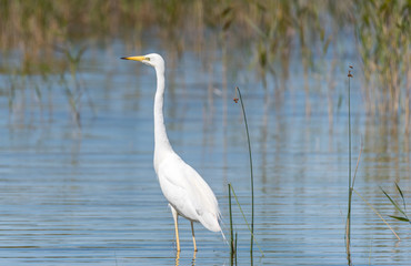 Great White Egret In a Lake in a Wetland in Latvia