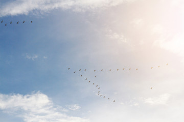 Flocks of bird flying on blue sky with sunlight and sunset