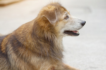Brown dog relax and sitting in the garden