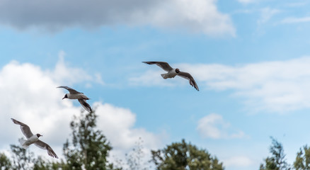 Black Headed Seagull Flying in a Partly Cloudy Sky