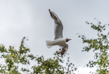 Obraz premium Black Headed Seagull Flying in a Partly Cloudy Sky