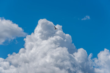 Fototapeta na wymiar Seagull Flying in Puffy Clouds in a Blue Sky