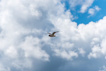 Fototapeta na wymiar Seagull Flying in Puffy Clouds in a Blue Sky