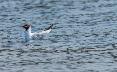 Black Headed Seagull on a River in Latvia