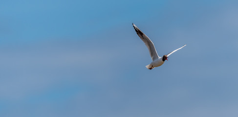 Fototapeta premium Black Headed Seagull Flying in a Clear Blue Sky