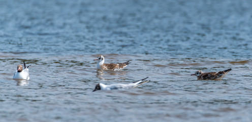 Black Headed Seagull on a River in Latvia