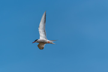 Tern Flying in a Clear Blue Sky
