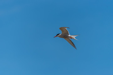 Tern Flying in a Clear Blue Sky