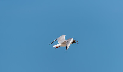 Obraz premium Black Headed Seagull Flying in a Clear Blue Sky
