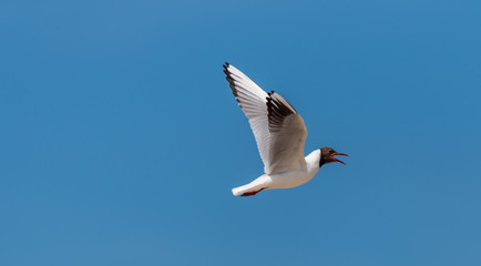Black Headed Seagull Flying in a Clear Blue Sky