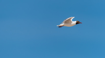 Black Headed Seagull Flying in a Clear Blue Sky