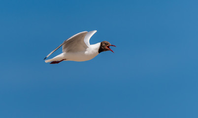 Black Headed Seagull Flying in a Clear Blue Sky