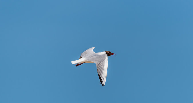 Black Headed Seagull Flying in a Clear Blue Sky