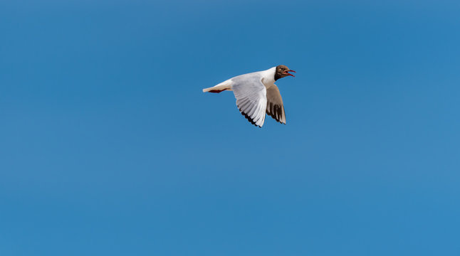 Black Headed Seagull Flying in a Clear Blue Sky