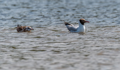 Black Headed Seagull Baby on a River in Latvia