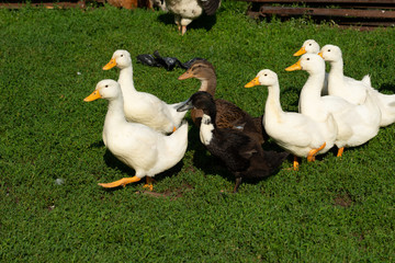 Small flock of domestic white geese and brown ducks crosses a farmyard covered with green grass