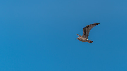 Young Seagull Flying in a Clear Blue Sky