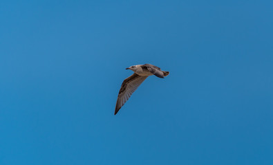Young Seagull Flying in a Clear Blue Sky