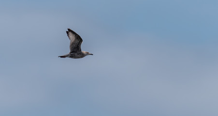 Young Seagull Flying in a Clear Blue Sky