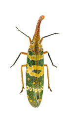 Insect in nature,Lanternfly (Fulgoridae)