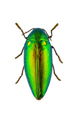 Jewel beetle (Buprestidae)