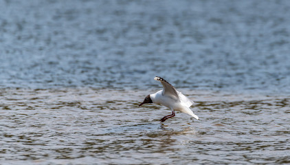 Black Headed Seagull Baby on a River in Latvia