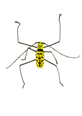 yellow longhorn beetle Cerambycidae