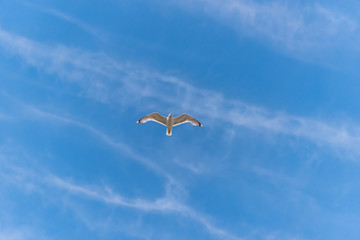 Seagull Flying in a Partly Cloudy Sky