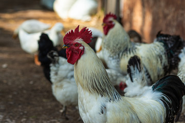 Rooster in the farmyard. Ducks and hens in the background. Farm scene