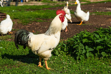 Rooster on the green grass of the farmyard. Ducks in the background. Farm scene
