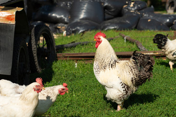 Roosters and hens on the green grass of the farmyard on a sunny summer day. Farm scene