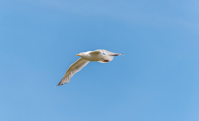 Seagull Flying in a Clear Blue Sky