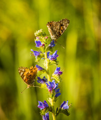 Beautiful spring flowers in a wood clearing meadow with butterfly on it. Spring scenery with local insects pollinating the flower.