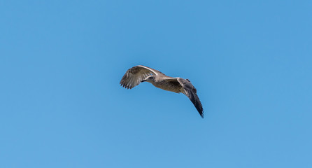 Young Seagull Flying in a Clear Blue Sky