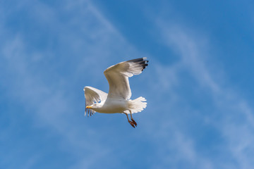 Seagull Flying in a Partly Cloudy Sky