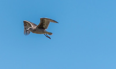 Young Seagull Flying in a Clear Blue Sky