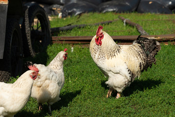 Roosters and hens on the green grass of the farmyard on a sunny summer day. Farm scene