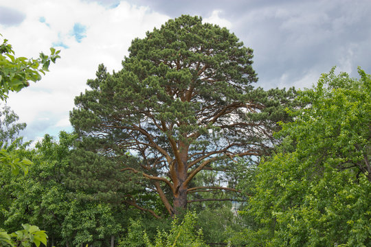 Large and tall pine along with other trees on a Sunny day.