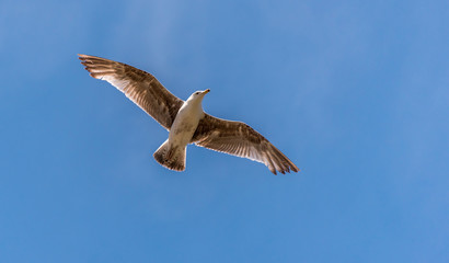Obraz premium Young Seagull Flying in a Clear Blue Sky