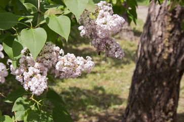 Branches of white lilac and green leaves. Blooming branch of lilac