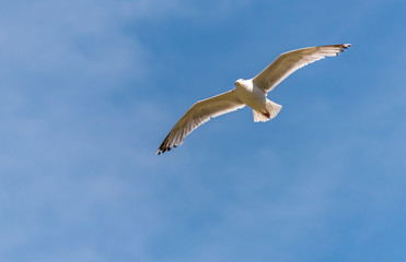 Fototapeta na wymiar Seagull Flying in a Partly Cloudy Sky