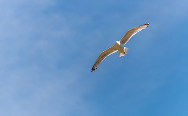 Seagull Flying in a Partly Cloudy Sky