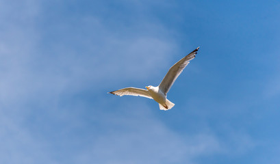 Seagull Flying in a Partly Cloudy Sky