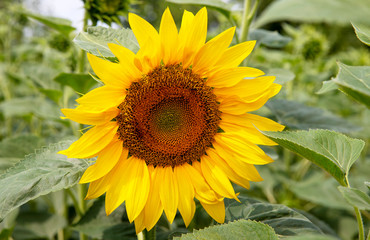 Obraz premium Sunflower closeup. Field with sunflowers. Advertising sunflower seeds and oil. Advertising banner. 