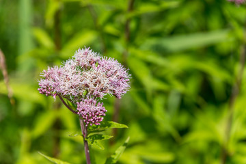 Pink Wildflowers in a Forest in Latvia on a Summer Day