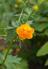 spring flowers troll european orange princess