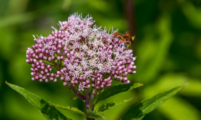 Pink Wildflowers in a Forest in Latvia on a Summer Day With Insect