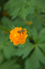spring flowers troll european orange princess